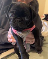 Penny, a female Pug for sale in Denver, CO – Photo 5 of 10