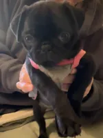 Penny, a female Pug for sale in Denver, CO – Photo 2 of 10