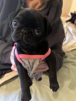 Penny, a female Pug for sale in Denver, CO – Photo 9 of 10