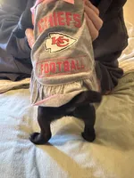 Penny, a female Pug for sale in Denver, CO – Photo 10 of 10