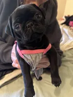 Penny, a female Pug for sale in Denver, CO – Photo 7 of 10