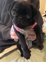 Penny, a female Pug for sale in Denver, CO – Photo 3 of 10