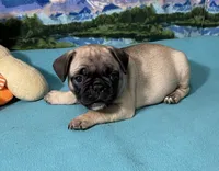 Sassy, a female French Bulldog and Pug for sale in Columbia, MO – 6 of 10