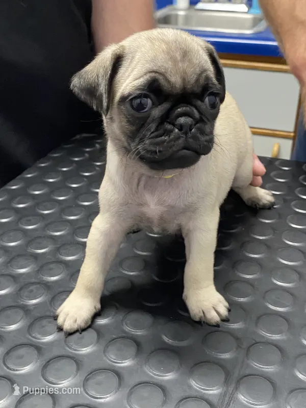 AKC Daisy  – Pug puppy for sale in Columbia, MO