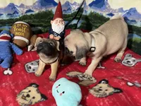 AKC Wiilie, a male Pug for sale in Columbia, MO – 7 of 9