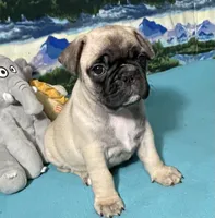 Hercules , a male French Bulldog and Pug for sale in Columbia, MO – 3 of 10