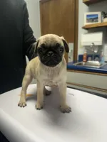 Papaya, a female Pug for sale in Columbia, MO – 2 of 6