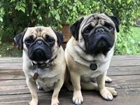 Rosie , a female Pug for sale in Columbia, MO – 7 of 7