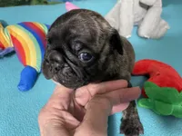 Birdie, a female French Bulldog and Pug for sale in Columbia, MO – 2 of 6