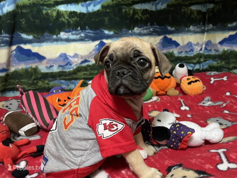 Teddy – French Bulldog, Pug puppy for sale in Columbia, MO