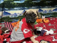 Teddy, a male French Bulldog and Pug for sale in Columbia, MO – 1 of 8