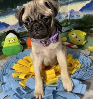 AKC Rose, a female Pug for sale in Columbia, MO – 2 of 7