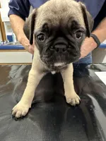 Sassy, a female French Bulldog and Pug for sale in Columbia, MO – 7 of 10