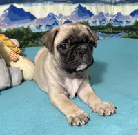 Hercules , a male French Bulldog and Pug for sale in Columbia, MO – 10 of 10