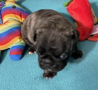 Birdie, a female French Bulldog and Pug for sale in Columbia, MO – 3 of 6