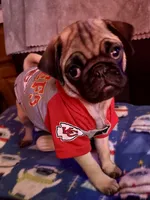 AKC Willy, a male Pug for sale in Columbia, MO – 2 of 10
