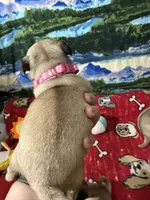 AKC Rose, a female Pug for sale in Columbia, MO – 3 of 4