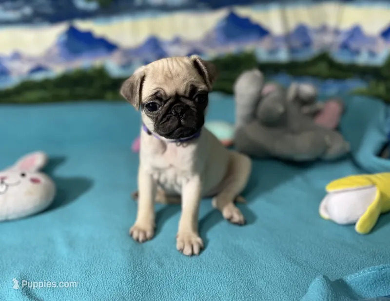 Papaya – Pug puppy for sale in Columbia, MO