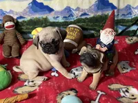 AKC Wiilie, a male Pug for sale in Columbia, MO – 6 of 9