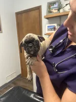 Sassy, a female French Bulldog and Pug for sale in Columbia, MO – 5 of 9