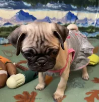 AKC Daisy , a female Pug for sale in Columbia, MO – 5 of 6