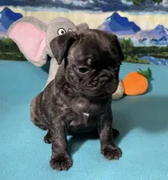 Birdie, a female French Bulldog and Pug for sale in Columbia, MO – 7 of 10