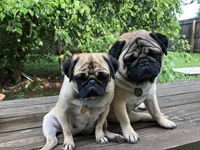 Lilly, a female Pug for sale in Columbia, MO – 7 of 8