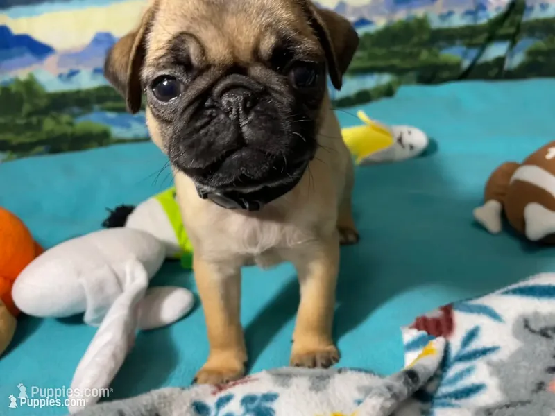 AKC Betty  – Pug puppy on hold in Columbia, MO