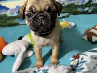 AKC Betty , a female Pug for sale in Columbia, MO – 5 of 9