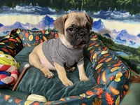 Max, a male French Bulldog and Pug for sale in Columbia, MO – 7 of 10