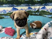 AKC Betty , a female Pug for sale in Columbia, MO – 9 of 9
