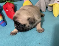 Hercules , a male French Bulldog and Pug for sale in Columbia, MO – 7 of 8