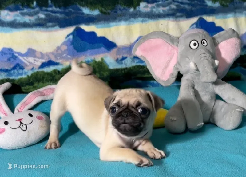 Papaya – Pug puppy for sale in Columbia, MO