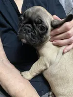 Sassy, a female French Bulldog and Pug for sale in Columbia, MO – 6 of 9