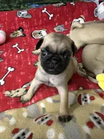 AKC Willy, a male Pug for sale in Columbia, MO – 7 of 10