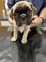 Hercules , a male French Bulldog and Pug for sale in Columbia, MO – 8 of 10