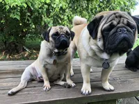 Rosie , a female Pug for sale in Columbia, MO – 6 of 7