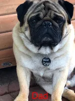 Birdie, a female French Bulldog and Pug for sale in Columbia, MO – 9 of 10