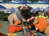 Max, a male French Bulldog and Pug for sale in Columbia, MO – 3 of 10