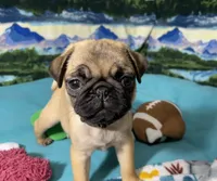 AKC Betty , a female Pug for sale in Columbia, MO – 4 of 9