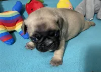 Hercules , a male French Bulldog and Pug for sale in Columbia, MO – 6 of 8