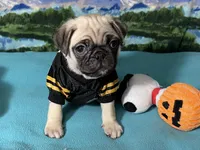 AKC Cooper, a male Pug for sale in Columbia, MO – 2 of 8