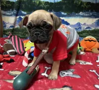 Teddy, a male French Bulldog and Pug for sale in Columbia, MO – 4 of 8