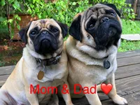 AKC Willy, a male Pug for sale in Columbia, MO – 10 of 10
