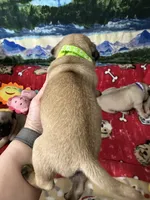 AKC Willy, a male Pug for sale in Columbia, MO – 6 of 10