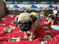 AKC Wiilie, a male Pug for sale in Columbia, MO – 5 of 9