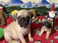 AKC Wiilie, a male Pug for sale in Columbia, MO – 1 of 9