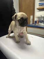 Papaya, a female Pug for sale in Columbia, MO – 3 of 6