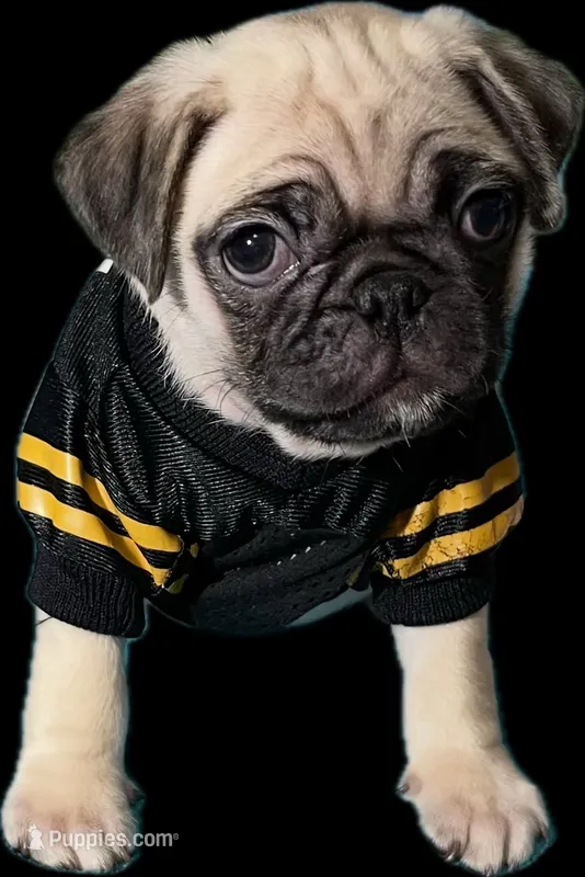AKC Cooper – Pug puppy for sale in Columbia, MO