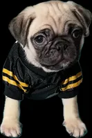 AKC Cooper, a male Pug for sale in Columbia, MO – 1 of 8